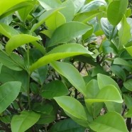 崎种