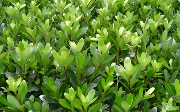 苗科11号.jpg 苗科11号.jpg