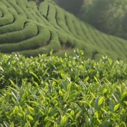 武夷莱茶