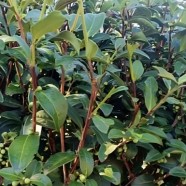 坦洋莱茶