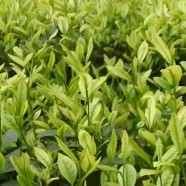 安溪白茶