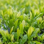 慧明茶