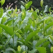 乐清青茶