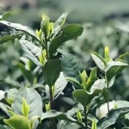 早青茶