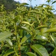 天台种