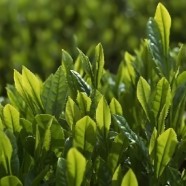 上虞龙山种