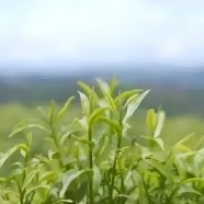 庆丰