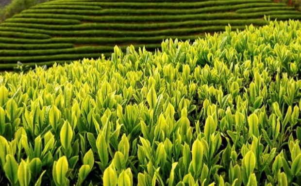 银猴茶