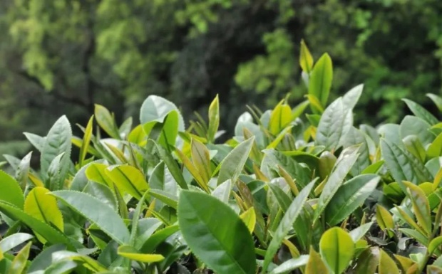 台茶21号