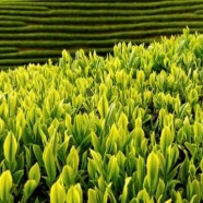 银猴茶