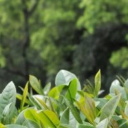 台茶15号