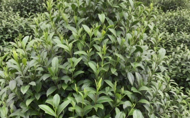 云抗27号.jpg 云抗27号.jpg