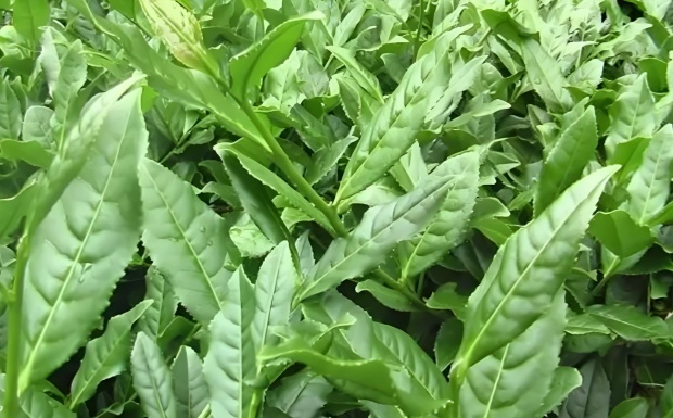 北川苔子茶.jpg 北川苔子茶.jpg