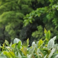 台茶9号
