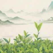 台茶3号