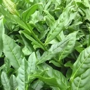 北川苔子茶