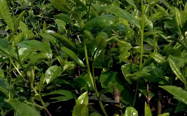 天府茶11号