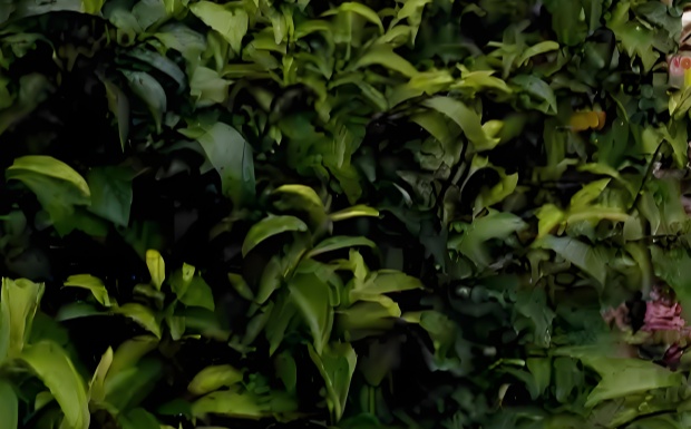 苏茶早