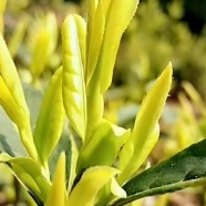 黄金芽茶树
