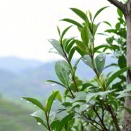 名山早