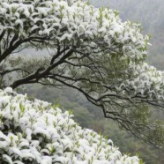 瑞雪