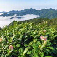 罗汉1号