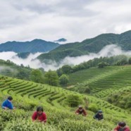 鲁茶1号