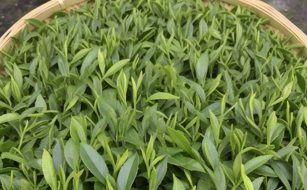 鄂茶10号.jpg 鄂茶10号.jpg