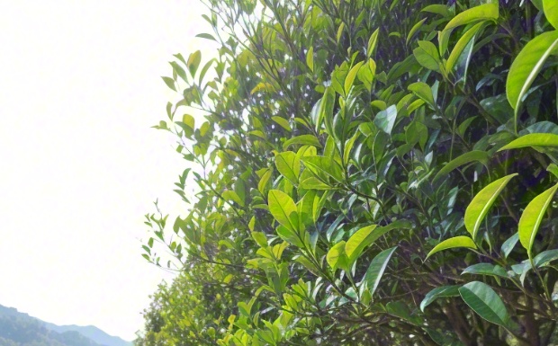鄂茶9号.jpg 鄂茶9号.jpg