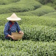 鄂茶12号