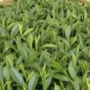 鄂茶10号