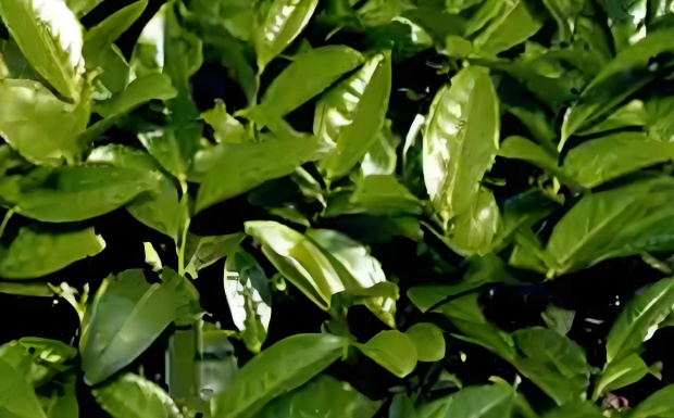 福云20号.jpg 福云20号.jpg