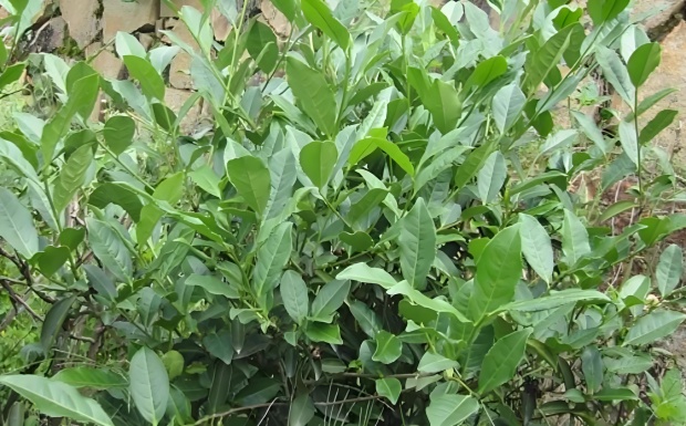 凤圆春.jpg 凤圆春.jpg