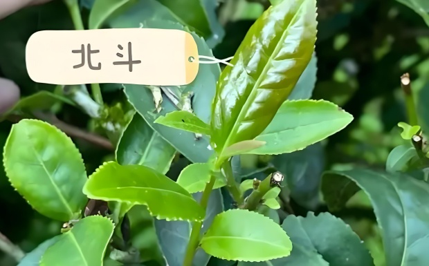 北斗.jpg 北斗.jpg