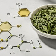 决定茶叶品质7大物质有哪些