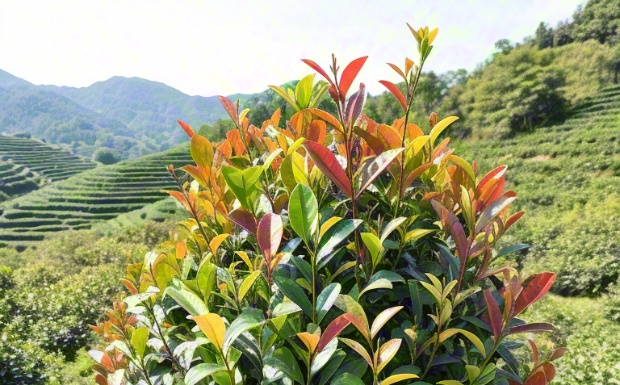 茗洲12号.jpg 茗洲12号.jpg