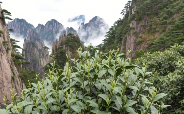 黄山早芽.jpg 黄山早芽.jpg