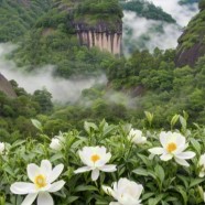 武夷白牡丹