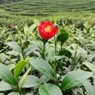 渝茶1号