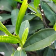 巴渝特早