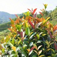 茗洲12号
