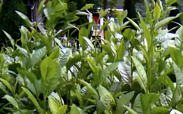 皖茶91.jpg 皖茶91.jpg