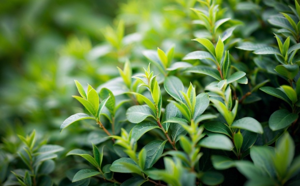 碧波茶.jpg 碧波茶.jpg
