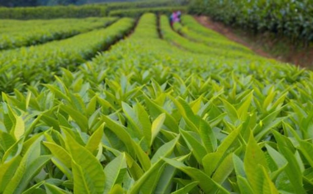 蒿坪茶.jpg 蒿坪茶.jpg