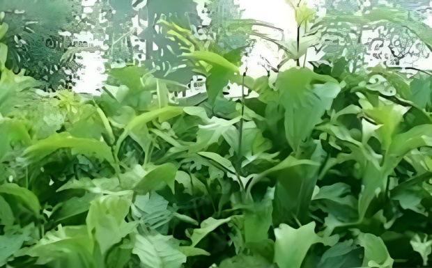 云抗43号.jpg 云抗43号.jpg