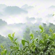 名山白毫131