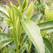 保靖黄金茶2号
