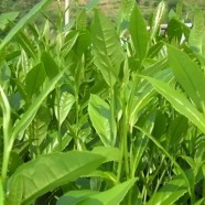 保靖黄金茶1号