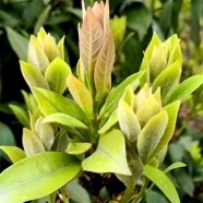 太平老鹰茶