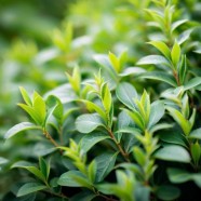 碧波茶